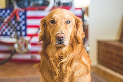 Golden Retriever with American flag in the background