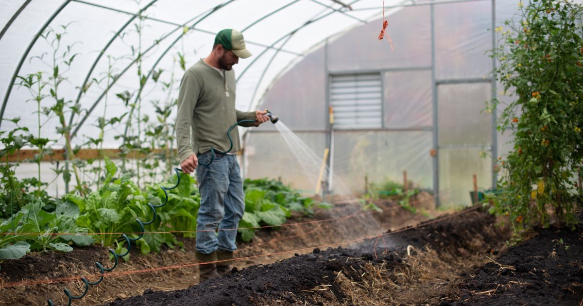 A gardener in a greenhouse spraying soil with a gardening hose.